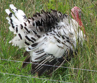Black and White Turkey